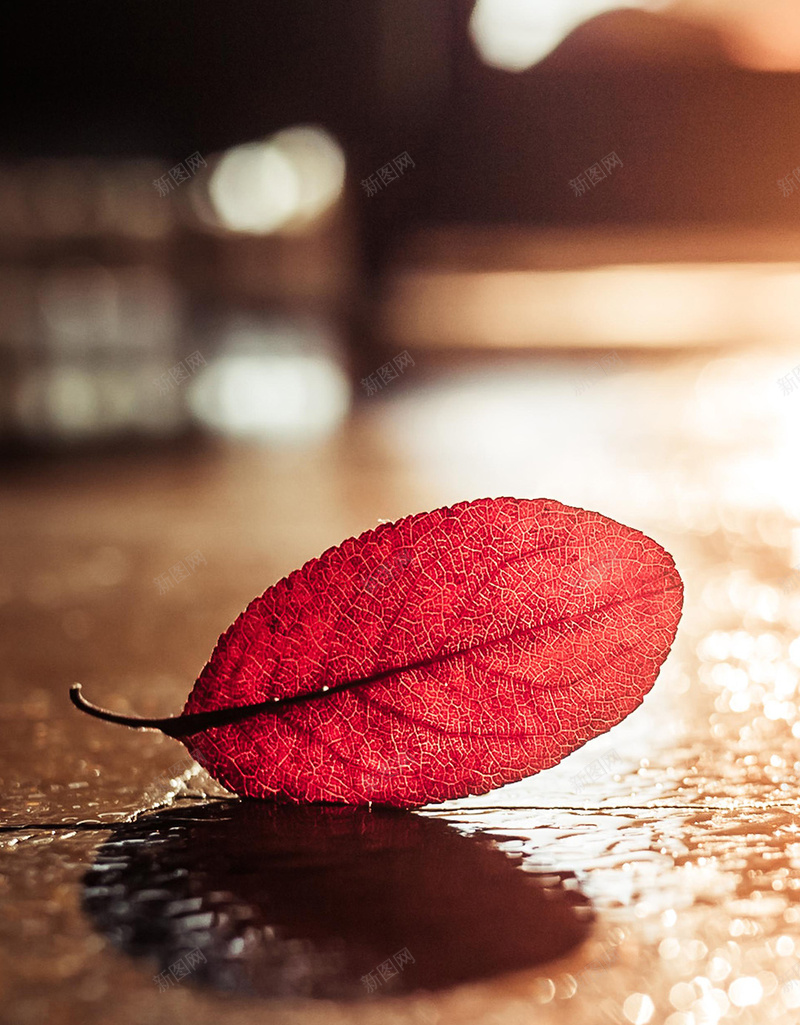 树叶特写背景jpg设计背景_新图网 https://ixintu.com 树叶背景 创意 梦幻 简约 美妙 特写 美好