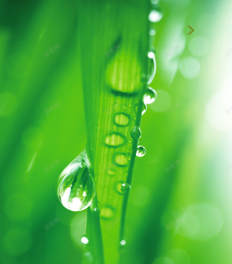 清新水滴树叶绿色背景素材psd设计背景_新图网 https://ixintu.com 树叶 水滴 清新 竹叶 露珠 绿色 背景 简约 小清新 干净 清爽 自然