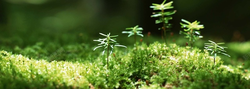 清新的绿芽特写背景jpg设计背景_新图网 https://ixintu.com 幼苗 成长 植物 绿色 绿芽 希望 树苗 小树苗 小清新 文艺范 海报banner 文艺 简约