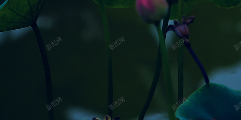 绽放的荷花H5背景素材jpg设计背景_新图网 https://ixintu.com 荷花 荷叶 绽放 绿叶 H5 h5