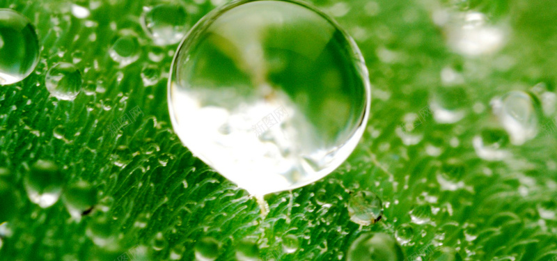 绿色透明水珠jpg设计背景_新图网 https://ixintu.com 海报banner 水珠质感 绿色背景 透明水珠 质感 纹理