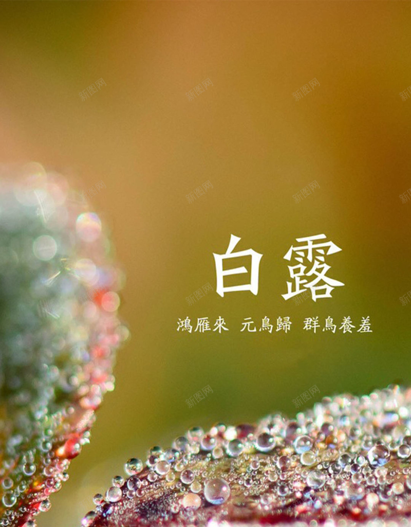 白露H5素材背景jpg设计背景_新图网 https://ixintu.com 白露 节气 水珠 中国风 二十字节气 H5素材