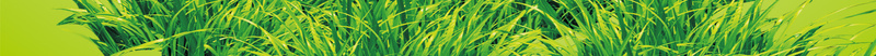绿草蝴蝶鲜花印刷背景psd设计背景_新图网 https://ixintu.com 树叶 绿色 绿草 蝴蝶 鲜花 背景