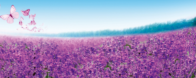浪漫梦幻花海背景图jpg设计背景_新图网 https://ixintu.com 浪漫 梦幻 花海 薰衣草 蝴蝶 海报banner