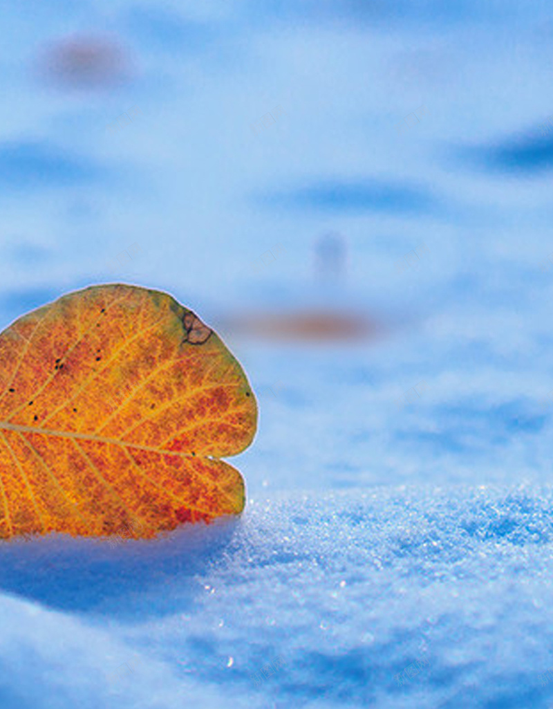 雪地上的落叶H5背景图jpg设计背景_新图网 https://ixintu.com 落叶 蓝色 雪地 清新 秋冬 H5 h5 文艺 小清新 简约