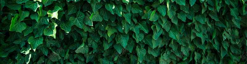 绿叶爬墙虎jpg设计背景_新图网 https://ixintu.com 绿叶 海报banner 摄影 风景 绿藤爬墙虎