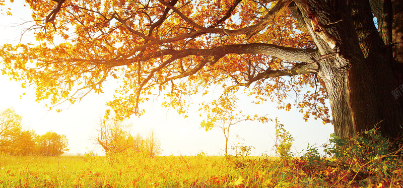 夕阳下大树美景背景bannerpsd设计背景_新图网 https://ixintu.com 夕阳下 大树 美景 背景 banner 落叶 海报banner 文艺 小清新 简约