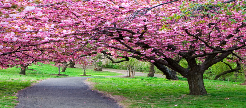 樱花背景jpg设计背景_新图网 https://ixintu.com 樱花 公园 树 绿叶 红花 樱花园 海报banner 摄影 风景