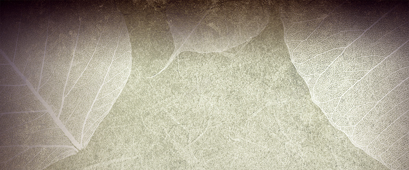 女装背景psd设计背景_新图网 https://ixintu.com 海报banner 民族风背景 文艺 树叶 淡雅 中老年人服饰背景 小清新 简约