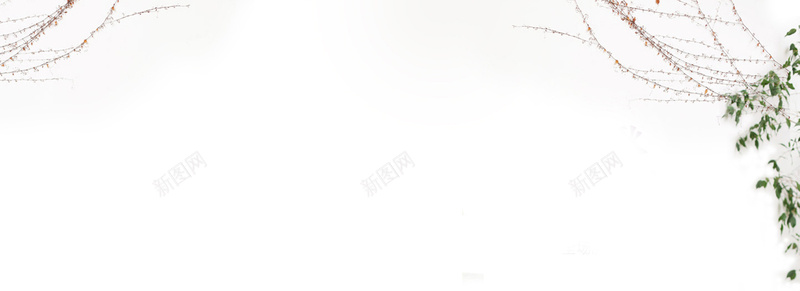 白色背景jpg设计背景_新图网 https://ixintu.com 树枝 树叶 爬山虎 海报banner 浪漫 梦幻