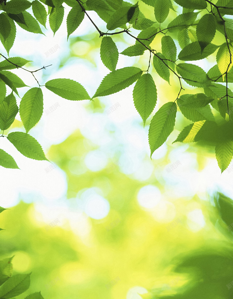 美丽绿色清新背景jpg设计背景_新图网 https://ixintu.com 白色 背景素材 春季 春天 绿色清新 美丽绿色清新背景 绿叶 梦幻背景 绿色