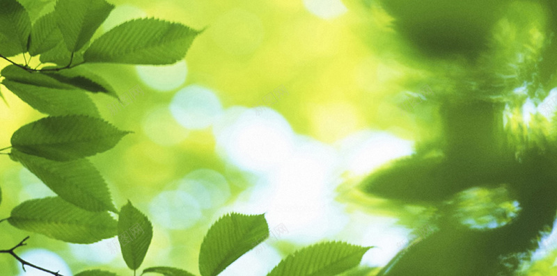 美丽绿色清新背景jpg设计背景_新图网 https://ixintu.com 白色 背景素材 春季 春天 绿色清新 美丽绿色清新背景 绿叶 梦幻背景 绿色