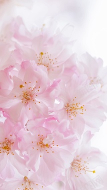 春天粉色绽放花朵摄影H5背景背景