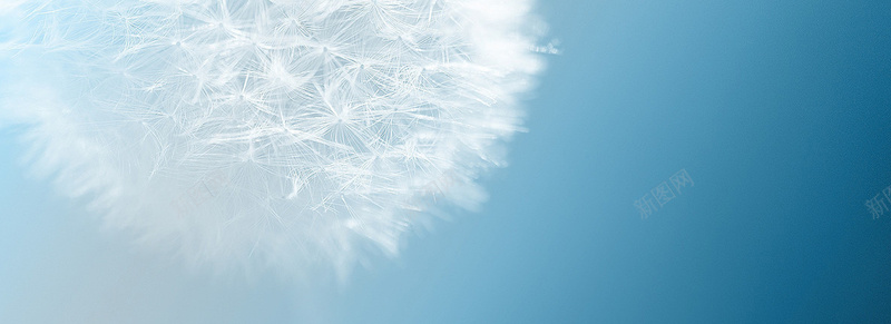 蓝天下的蒲公英图片jpg设计背景_新图网 https://ixintu.com 蒲公英 背景 自然 蓝色 花 蓝天 美丽 纯白 毛茸茸 海报banner 文艺 小清新 简约