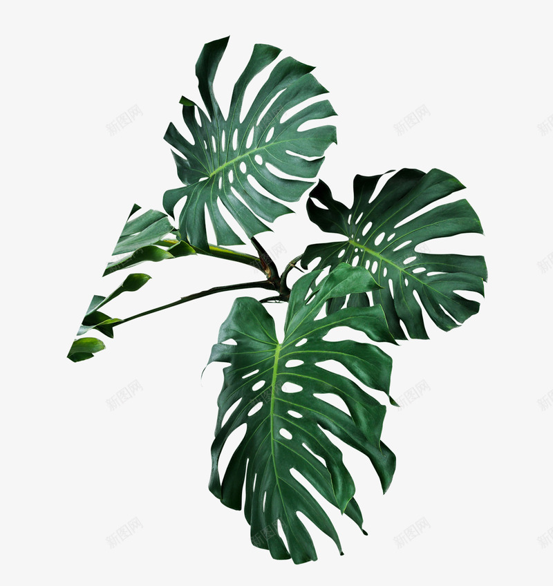 未标题1药草png免抠素材_新图网 https://ixintu.com 未标 标题 药草