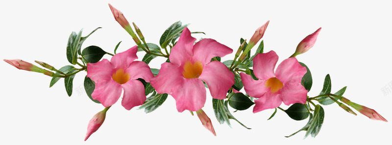 flowers4374721960720花朵png免抠素材_新图网 https://ixintu.com 花朵