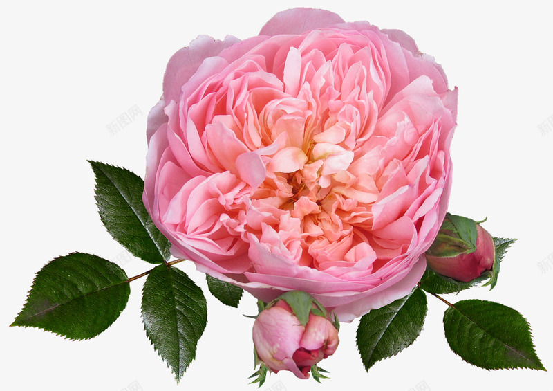 rose3315292960720植物png免抠素材_新图网 https://ixintu.com 植物
