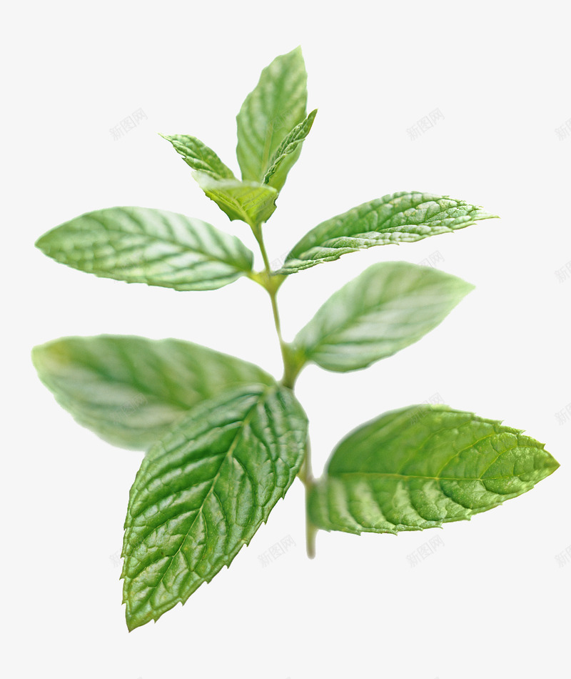 薄荷4植物png免抠素材_新图网 https://ixintu.com 薄荷 植物