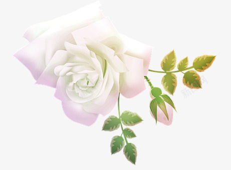 Watercolor Rose Roses Pink Stem Buds杂素png免抠素材_新图网 https://ixintu.com 杂素