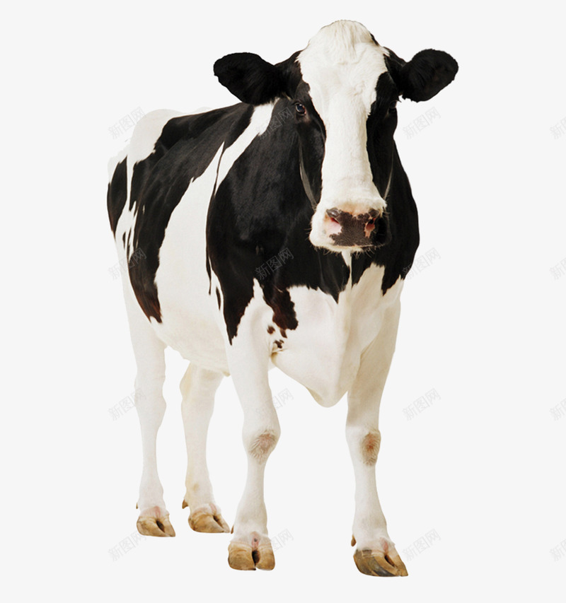 cow 动物png免抠素材_新图网 https://ixintu.com 动物