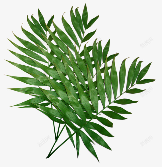 花树叶盆栽png免抠素材_新图网 https://ixintu.com 树叶 盆栽