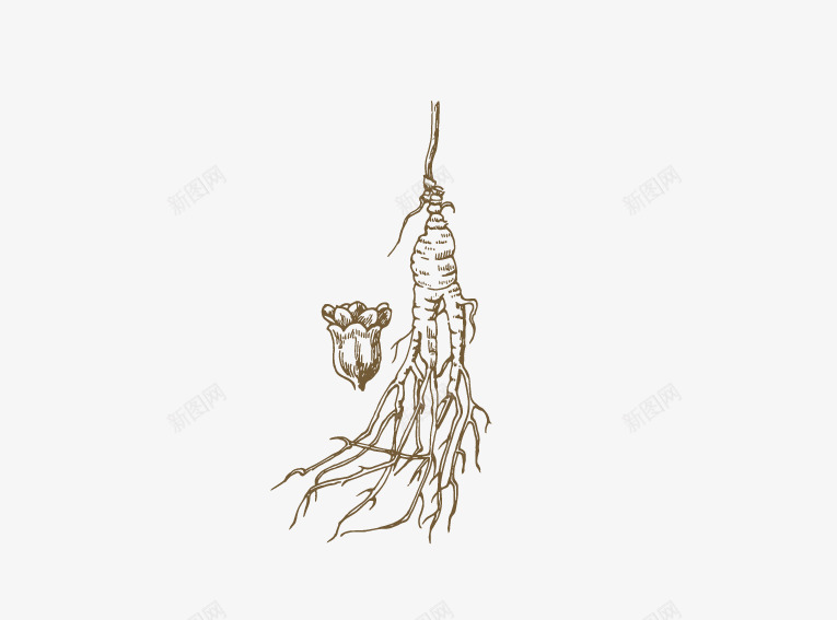 人参插画png免抠素材_新图网 https://ixintu.com 人参 插画