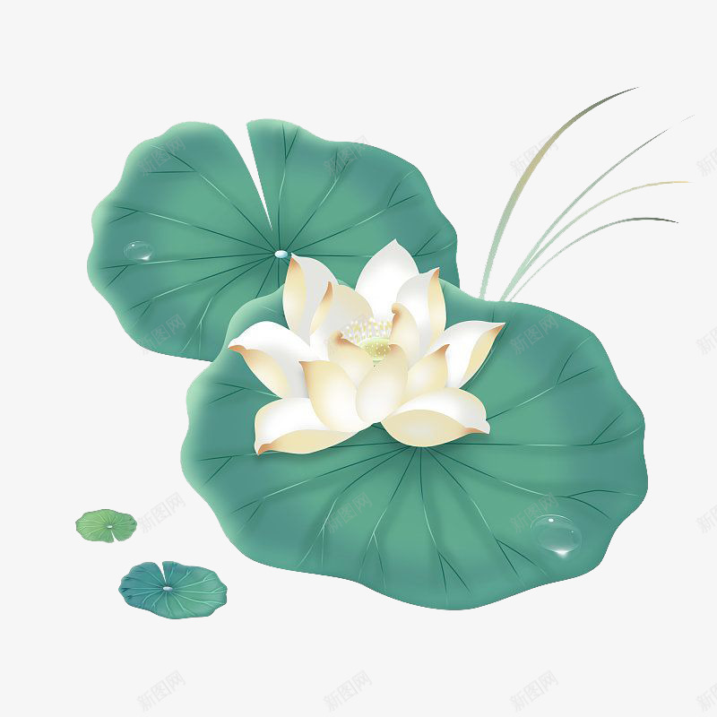 夏季荷叶荷花莲花png免抠素材_新图网 https://ixintu.com 夏天 夏季 夏至 大暑 小暑 荷叶 荷花 莲花 花