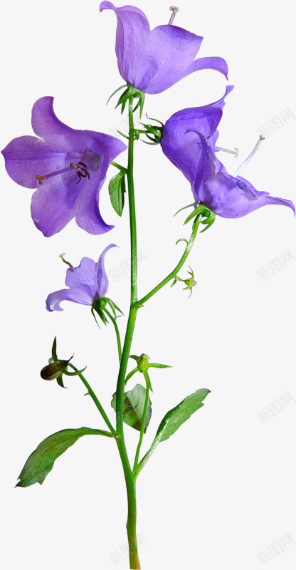 鲜花营养液png免抠素材_新图网 https://ixintu.com 鲜花 营养液