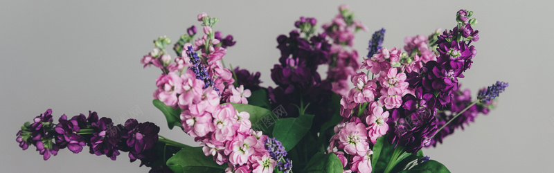 美丽花束jpg设计背景_新图网 https://ixintu.com 紫色 花朵 鲜花 海报banner 摄影 风景