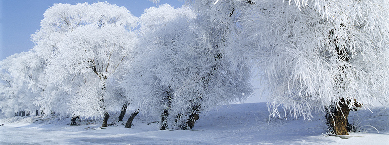 树林冬季雪花背景bannerpsd设计背景_新图网 https://ixintu.com anner 冬季 树林 背景 雪花 banner 唯美 海报banner 其他