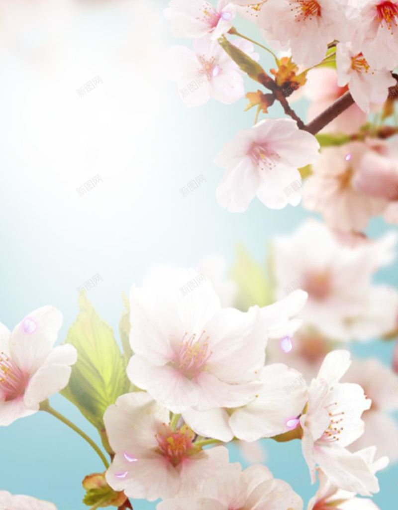 桃花花卉背景jpg设计背景_新图网 https://ixintu.com 桃花 背景 花卉 花朵 花 唯美 青色背景 文艺 小清新 简约