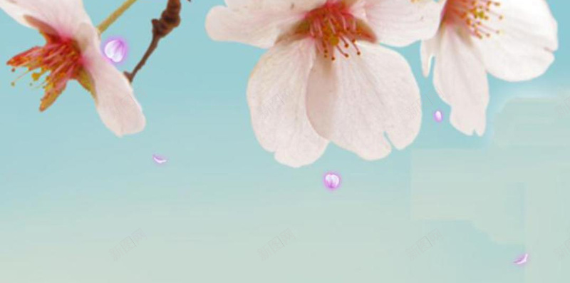 桃花花卉背景jpg设计背景_新图网 https://ixintu.com 桃花 背景 花卉 花朵 花 唯美 青色背景 文艺 小清新 简约