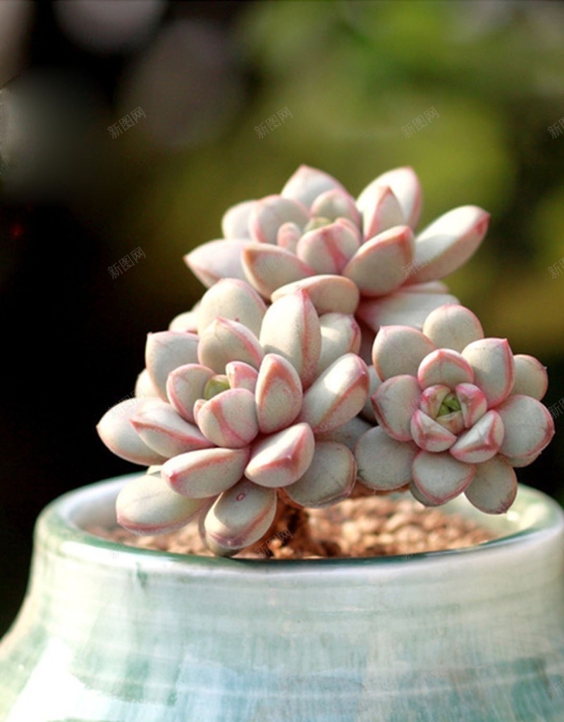 文艺多肉植物H5背景jpg设计背景_新图网 https://ixintu.com 多肉 彩色 植物 清新 萌 盆栽 文艺 H5 h5 小清新 简约