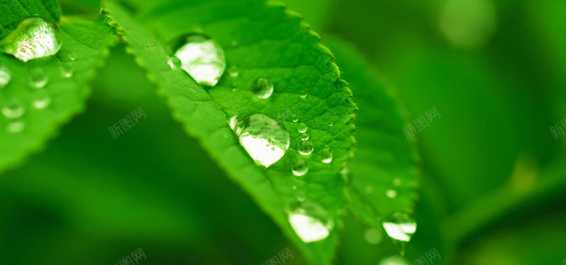 清新绿色护眼背景图jpg设计背景_新图网 https://ixintu.com 海报banner 护眼 清新 绿色 露珠 文艺 小清新 简约