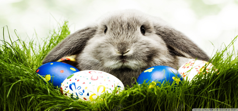 复活节兔子与彩蛋背景背景