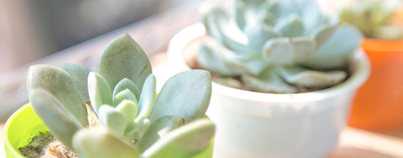 多肉植物背景jpg设计背景_新图网 https://ixintu.com 海报banner 多肉植物 小清新 文艺 绿色 简约