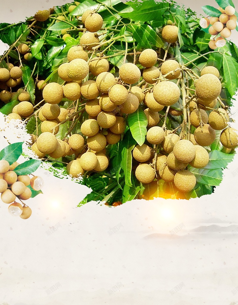 简约水果美味桂圆jpg设计背景_新图网 https://ixintu.com 桂圆干 桂圆肉 龙眼干 特产 龙眼 桂圆 水果 平面设计 分层文件 PSD源文件 150PPI