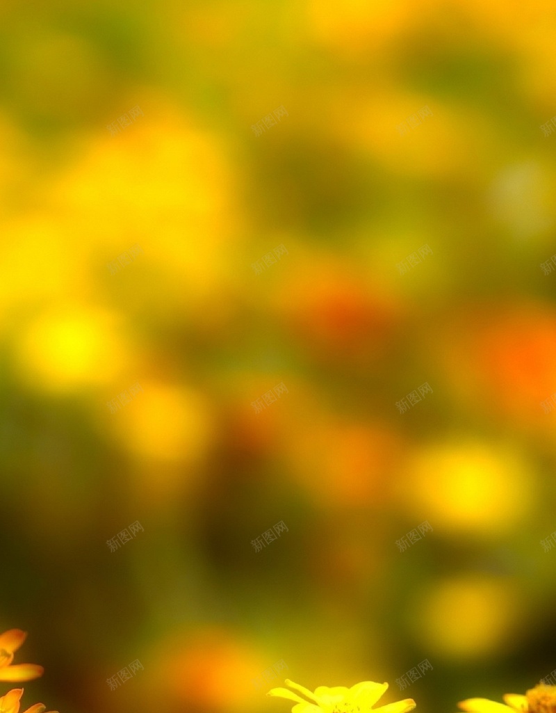 自然风光手机H5背景jpg设计背景_新图网 https://ixintu.com 黄色 花朵 摄影 自然 小清新 H5 h5 文艺 简约