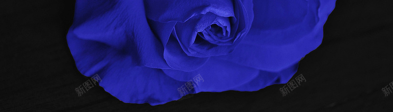 蓝色妖姬背景jpg设计背景_新图网 https://ixintu.com 蓝色 花朵 妖姬 花卉 海报banner 摄影 风景