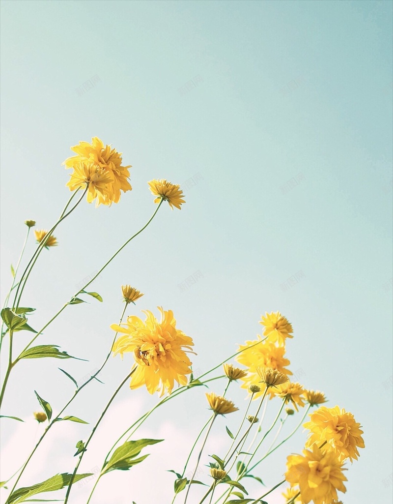 清新花卉天空H5背景jpg设计背景_新图网 https://ixintu.com 彩色 植物 清新 花卉 菊花 天空 H5 h5 文艺 小清新 简约