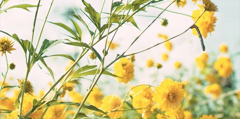 清新花卉天空H5背景jpg设计背景_新图网 https://ixintu.com 彩色 植物 清新 花卉 菊花 天空 H5 h5 文艺 小清新 简约