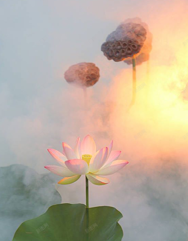 梦幻荷花背景jpg设计背景_新图网 https://ixintu.com 梦幻 荷花 荷叶 云雾 光晕 摄影 风景