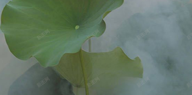 梦幻荷花背景jpg设计背景_新图网 https://ixintu.com 梦幻 荷花 荷叶 云雾 光晕 摄影 风景
