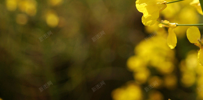 黄色油菜花H5背景素材jpg设计背景_新图网 https://ixintu.com 油菜花 花朵 小清新 黄色花 花卉 H5 摄影 风景