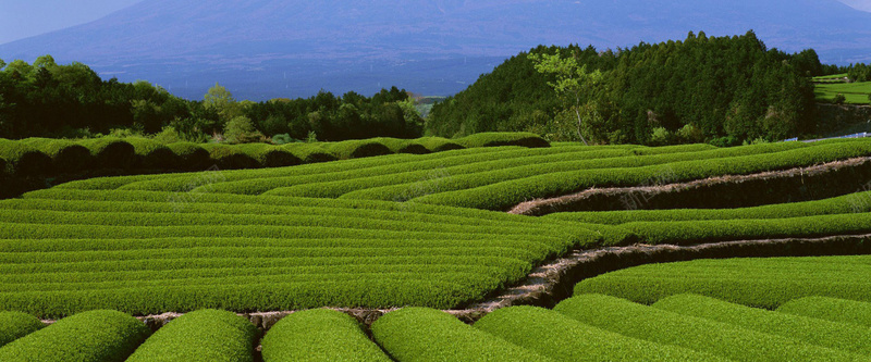 绿色茶园背景jpg设计背景_新图网 https://ixintu.com 绿色 茶园 蓝天 种植 农作物 背景 海报banner 摄影 风景