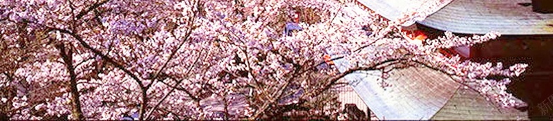 日本旅游日本樱花背景模板jpg设计背景_新图网 https://ixintu.com 日本旅游海报 日本印象 日本旅游 东京 大阪 日本旅游路线 日本旅游景点 日本建筑 樱花 分层文件 PSD源文件 高清背景 PSD素材 背景海报 背景素材 背景模板