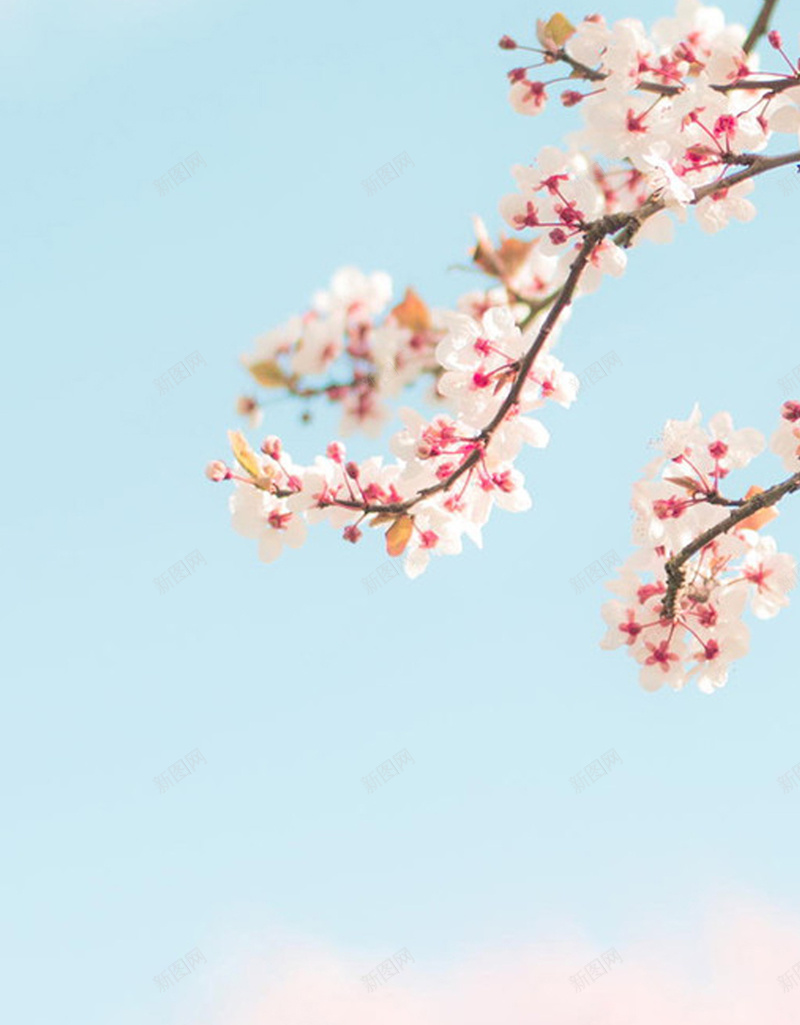 小清新桃花手机端H5背景jpg设计背景_新图网 https://ixintu.com 小清新 桃花 春天 风景 景色 春游 美丽 梦幻 手机端 H5背景 清新背景 桃花背景 背景
