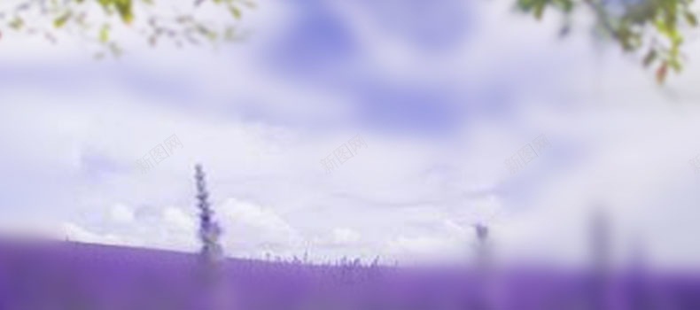 紫色浪漫熏衣草背景psd设计背景_新图网 https://ixintu.com 熏衣草 浪漫 紫色 背景 虚化 模糊 详情页海报 梦幻