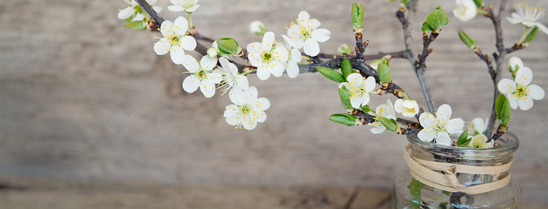 摄影文艺白色的花jpg设计背景_新图网 https://ixintu.com 摄影 文艺 白色 花 森女装 饰品 春天 植物 清新 海报banner 风景