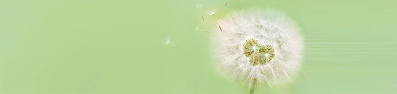 蒲公英banner创意设计psd设计背景_新图网 https://ixintu.com 植物 环保 节日 风景 鲜花 淘宝 1920PX 海报banner 其他
